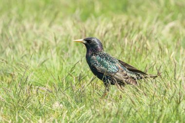 Yeşil Çimortak Starling (Sturnus vulgaris) Avrupa Starl