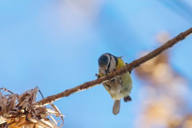 Mavi baştankara şube, Avrasya Mavi baştankara, (Cyanistes caeruleus) kesmek