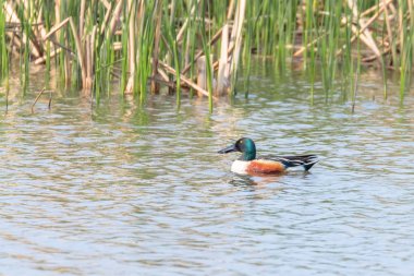 Kuzey Shoveler Erkek Su (Spatula clypeata)