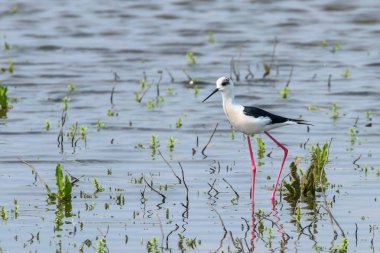 Sığ Suda Siyah Kanatlı Stilt (Himantopus himantopus) Wade