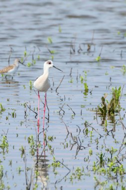Sığ Suda Siyah Kanatlı Stilt (Himantopus himantopus) Wade