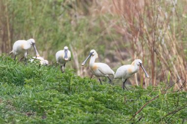 Avrasya Kaşıkçılar Grubu (Platalea leucorodia) Ortak Kaşık