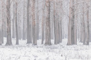 Kavak ağaçlarının gövdeleri doğal arka plan kış baskı