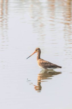 Siyah Kuyruklu Godwit (Limosa limosa) Wader Bird Yem olacak