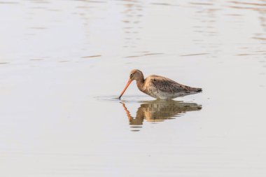 Siyah Kuyruklu Godwit (Limosa limosa) Wader Bird Yem olacak