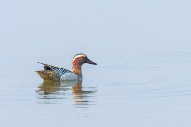 Sudaki Garganey Ördeği (Anas querquedula) Garganey Erkek Vahşi Yaşam