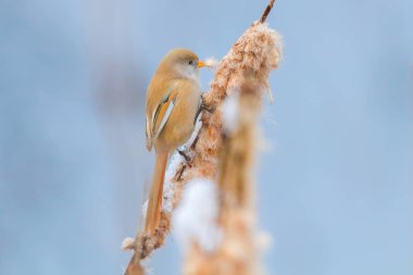 Sevimli küçük kuş, Sakallı mey, dişi Sakallı sazlık (panurus 
