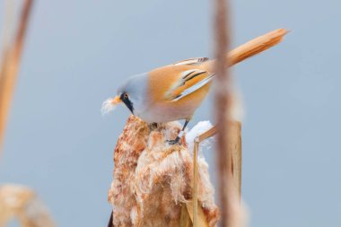 Sevimli küçük kuş, Sakallı mey, erkek Sakallı sazlık (panurus bi