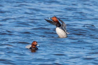 Gölde yüzen Pochard ördekleri (Aythya ferina)