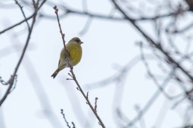 Greenfinch Erkek (Chloris chloris) ağaç, kış zamanı Avrupa 