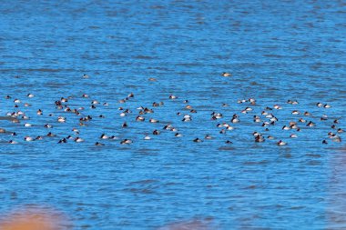 Gölde yüzen Pochard ördekleri (Aythya ferina)