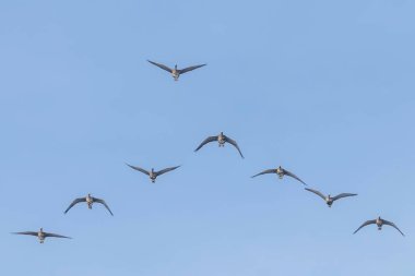 V formasyonunda uçan Büyük Beyaz Önlü Kazlar sürüsü, Mavi Gök