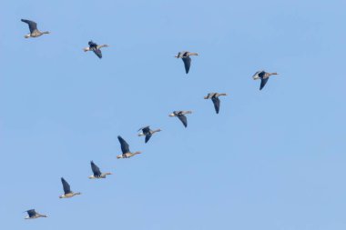 Flock of Greater White Fronted Geese Flying in V formation, Blue clipart