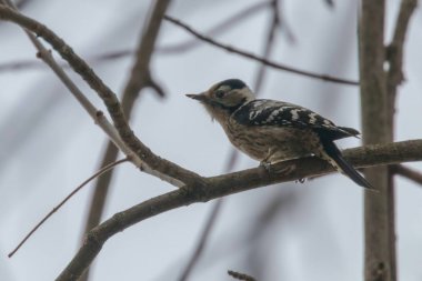 Dal üzerinde daha az Benekli Ağaçkakan (Dryobates minör)