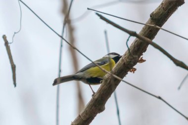 Dalı üzerinde büyük baştankara (Parus major) sevimli küçük kuş