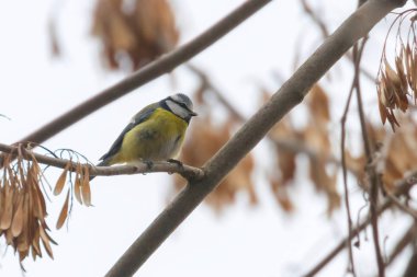 Mavi baştankara şube, Avrasya Mavi baştankara, (Cyanistes caeruleus) kesmek