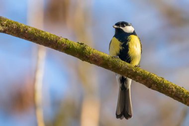 Dalı üzerinde büyük baştankara (Parus major) sevimli küçük kuş
