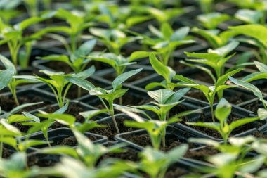 Biber fidesi, biber, Bahar fidan genç yapraklar. Spr