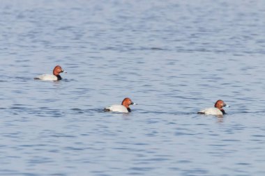 Gölde yüzen Pochard ördekleri (Aythya ferina)