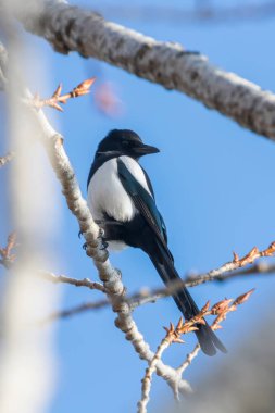 Bir dalda Avrasya saksağanı, yaygın (Pica pica)