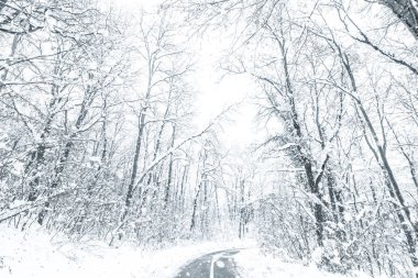 Kış ormanı kar yolu. Orman yolu kış kar manzaralı. 