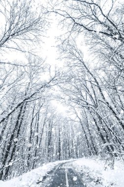 Kış ormanı kar yolu. Orman yolu kış kar manzaralı. 