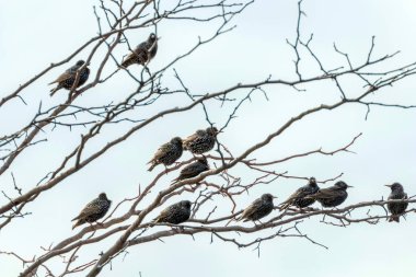 Sığırcık (Sturnus Vulgaris) ortak starlings o küçük bir sürü