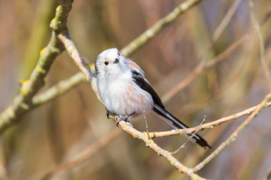 Uzun kuyruklu baştankara dalı (Bayağı uzunkuyruk) üzerinde küçük sevimli kuş