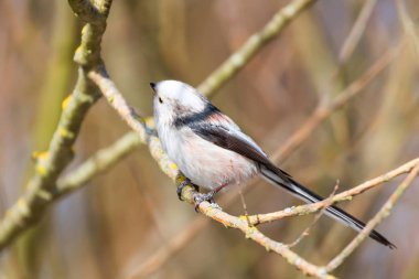 Uzun kuyruklu baştankara dalı (Bayağı uzunkuyruk) üzerinde küçük sevimli kuş