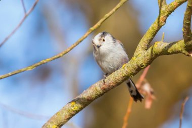 Uzun kuyruklu baştankara dalı (Bayağı uzunkuyruk) üzerinde küçük sevimli kuş