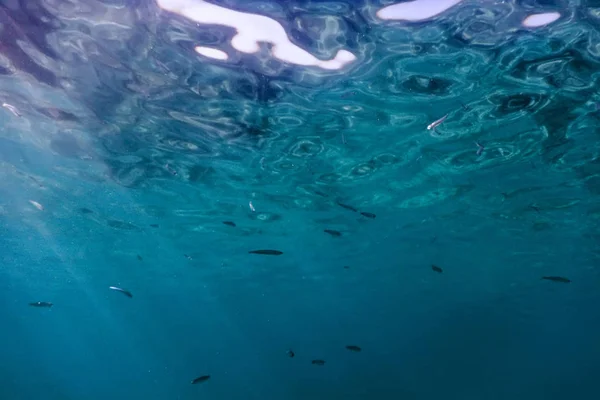 Fond bleu sous-marin surface de l'eau et les poissons — Photo