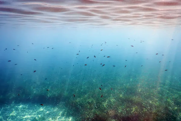 Fundo subaquático com algas e peixes — Fotografia de Stock