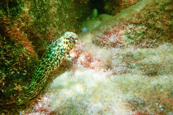 Portret Blenny Ładna ryba, zbliżenie — Zdjęcie stockowe