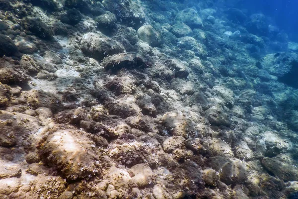 Tengeri élet Víz alatti sziklák Napfény, víz alatti élet. — Stock Fotó