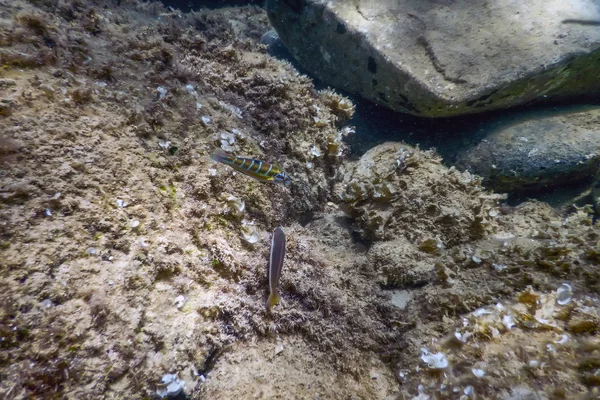 Sea Life Underwater rocks Sunlight, Underwater Life. — Stock Photo, Image