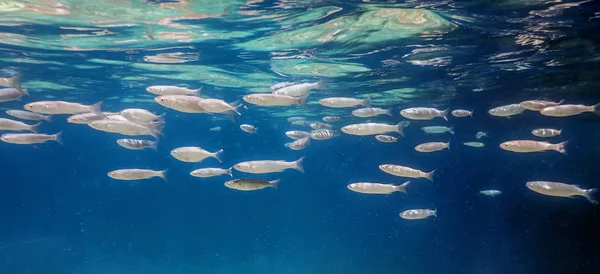 Escola de peixes subaquática. Peixes fundo subaquático. — Fotografia de Stock