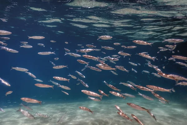 Escuela de peces bajo el agua. Peces fondo submarino. —  Fotos de Stock