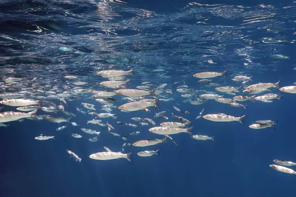 Fischschule unter Wasser. Fische unter Wasser Hintergrund. — Stockfoto