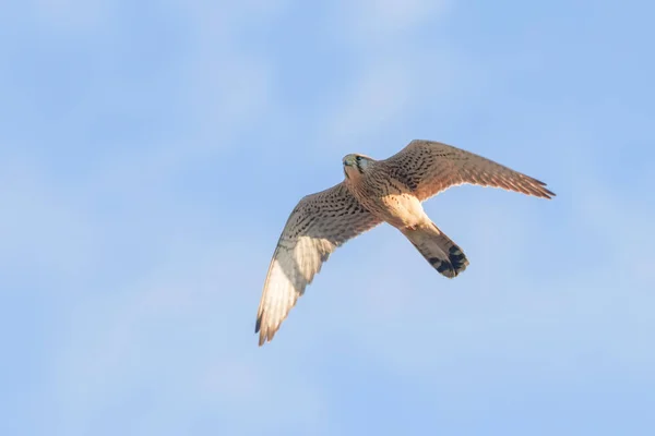 Kestrel común (Falco tinnunculus). Cernícalo común en vuelo —  Fotos de Stock