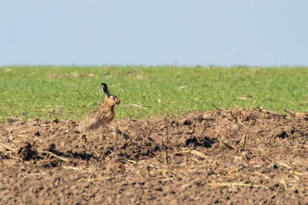 Europäischer Brauner Hase (Lepus europeaus) versteckt sich im Feldfrühling — Stockfoto