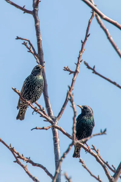 Estorninos comunes en una rama, Sturnus vulgaris — Foto de Stock