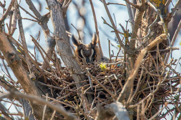 Nido di gufo dalle lunghe orecchie (Asio otus) Gufo in nido — Foto Stock