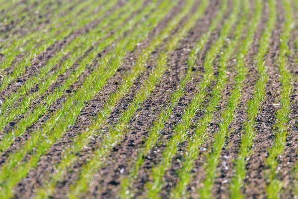 Groene velden met jonge tarwe spruiten bij zonsopgang groene tarwe, sp — Stockfoto