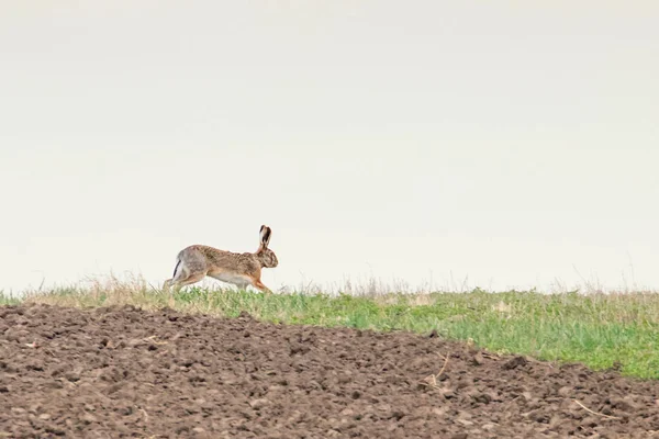 Avrupa Brown alan bahar ti içinde çalışan tavşan (tavşan europeaus)
