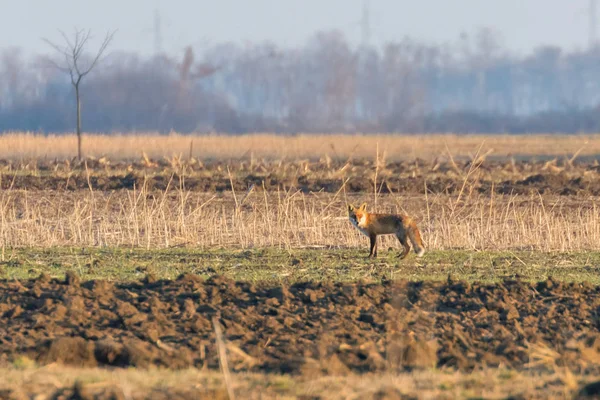 Zorro Rojo en el campo, mañana de primavera (Vulpes vulpes) — Foto de Stock