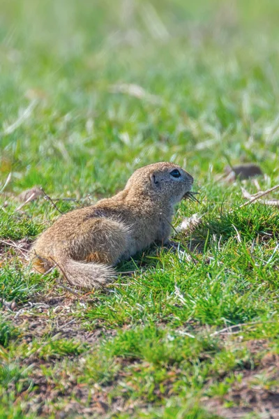 Souslik (Spermophilus citellus) European ground squirrel in the — Stock Photo, Image