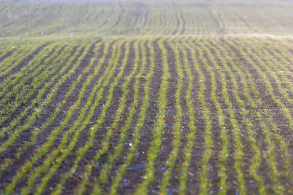 Groene velden met jonge spruiten bij zonsopgang Spider web op een groen — Stockfoto