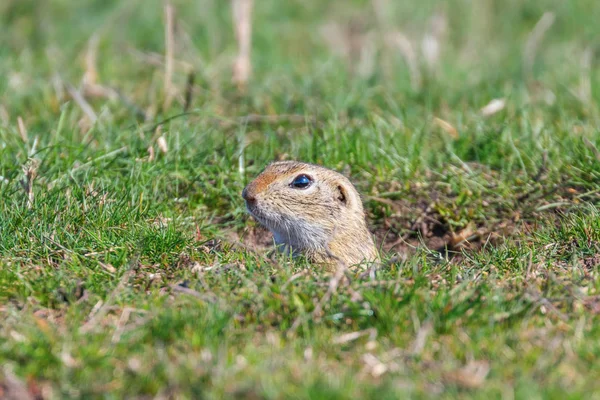 Souslik (Spermophilus citellus) Esquilo terrestre europeu no — Fotografia de Stock