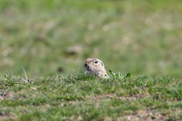 European ground squirrel, Souslik (Spermophilus citellus) natura — Stock Photo, Image