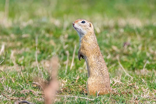 Europäisches Ziesel, Souslik (spermophilus citellus) natura — Stockfoto